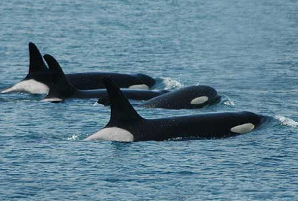 San Juan Excursions - San Juan Islands Whale Watching - Whale Watching