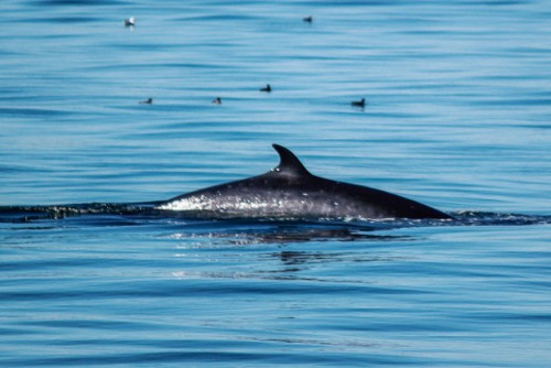 General Information about the Whales and Wildlife of the San Juan Islands